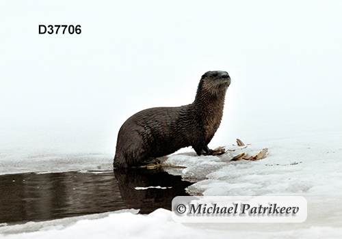 North American River Otter (Lontra canadensis)
